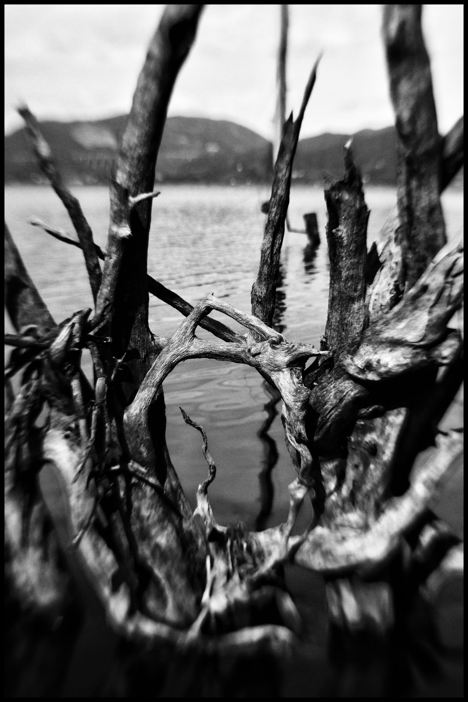 vecchie alberi sul lago di Massaciuccoli
